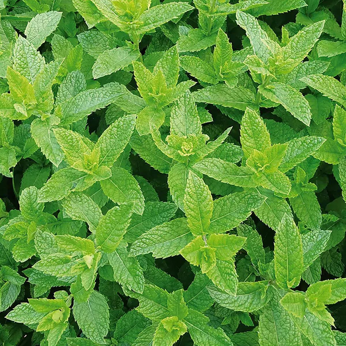 MENTHE VERTE