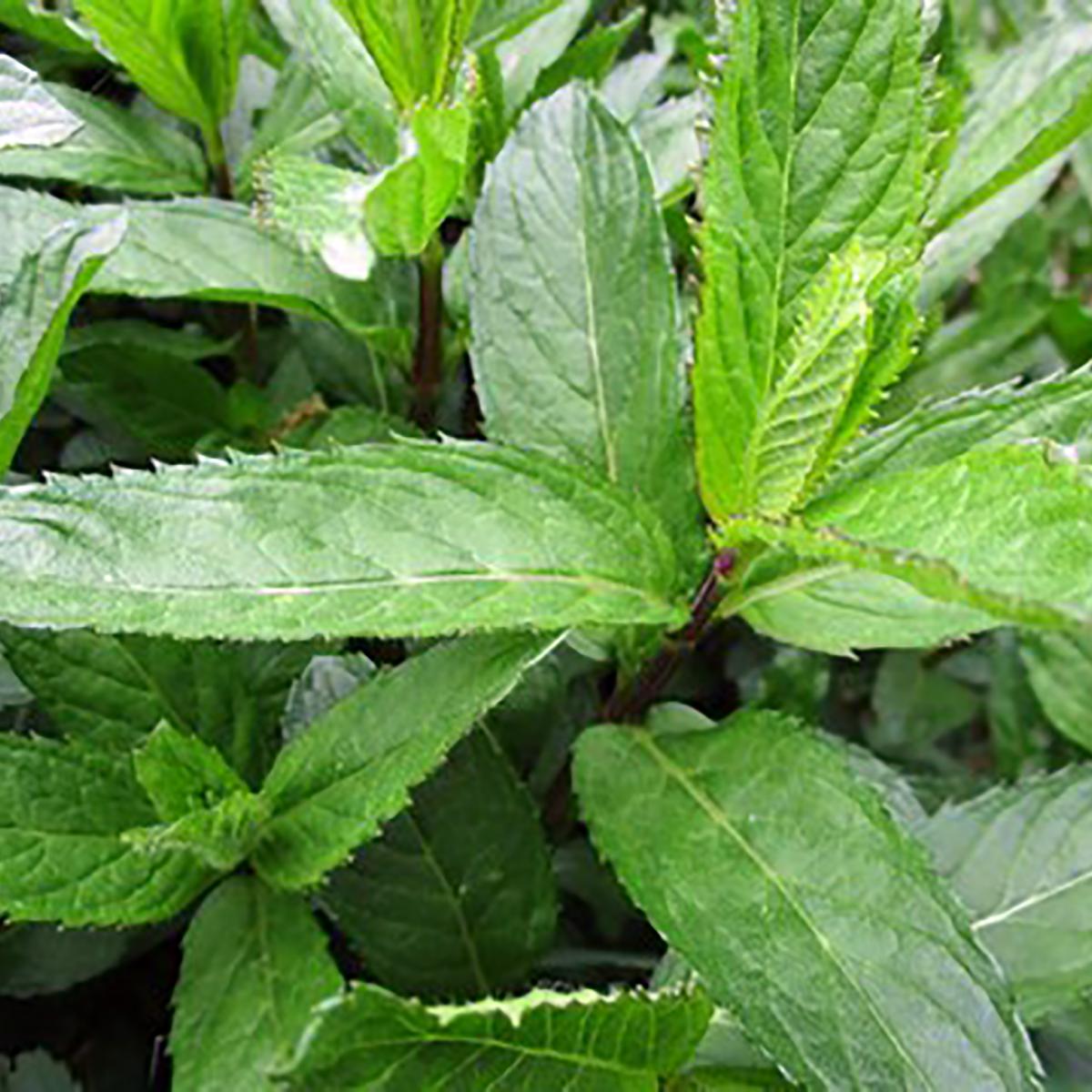 MENTHE GLACIALE