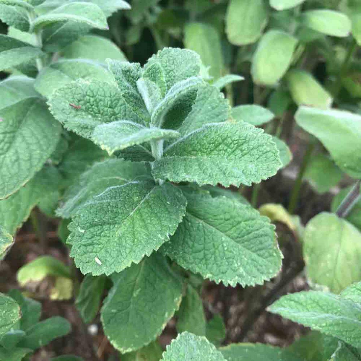 MENTHE POMME