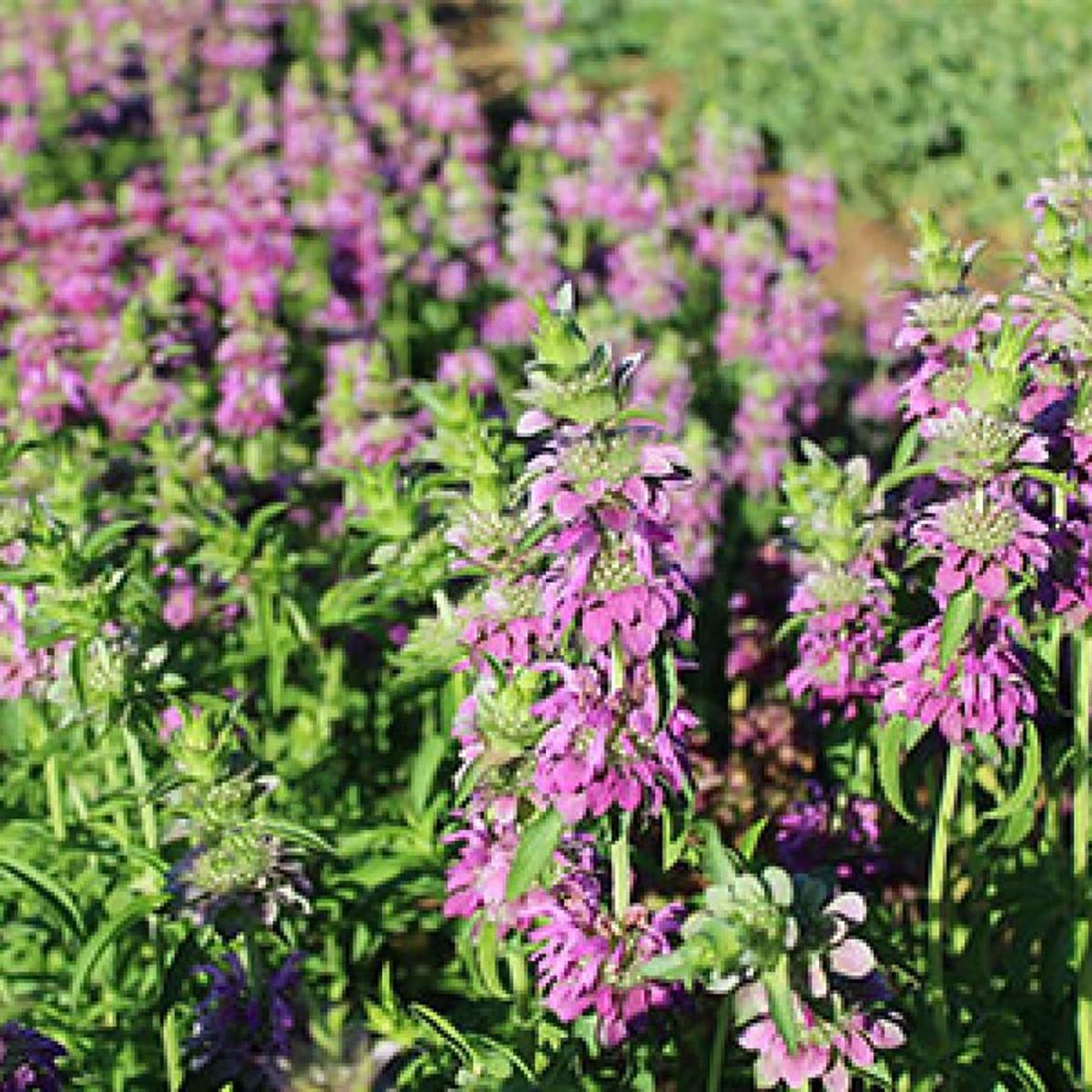 MONARDE CITRONNEE