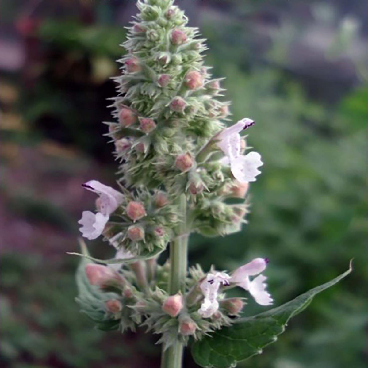 NEPETA CATARIA