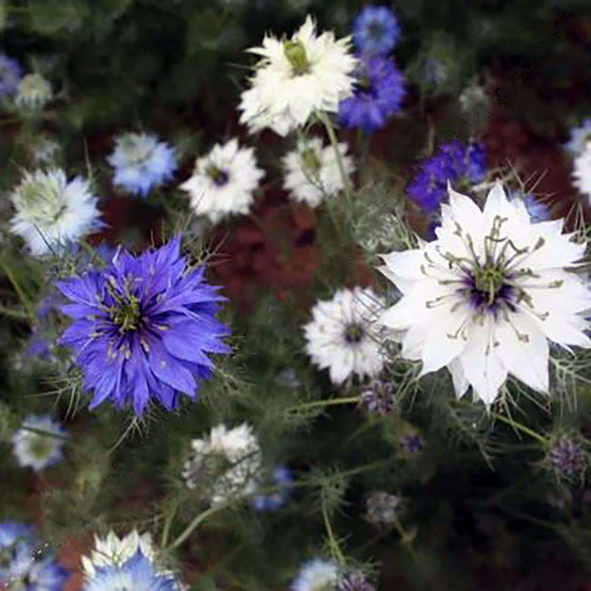 NIGELLE DE DAMAS