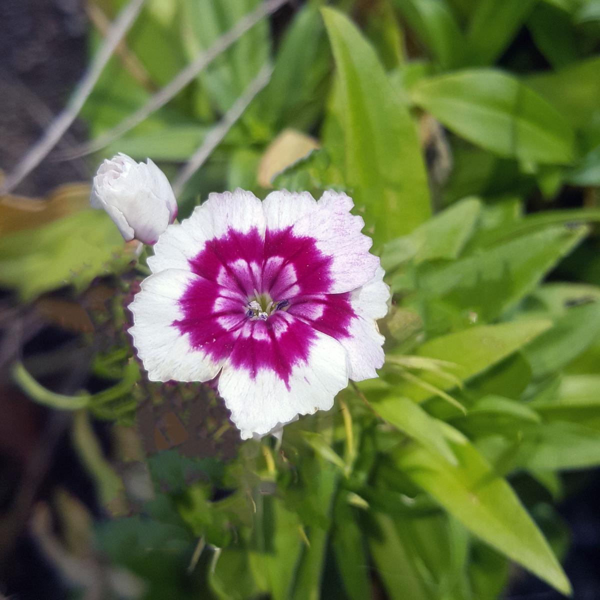 OEILLET POETE BLANC/FUSCHIA