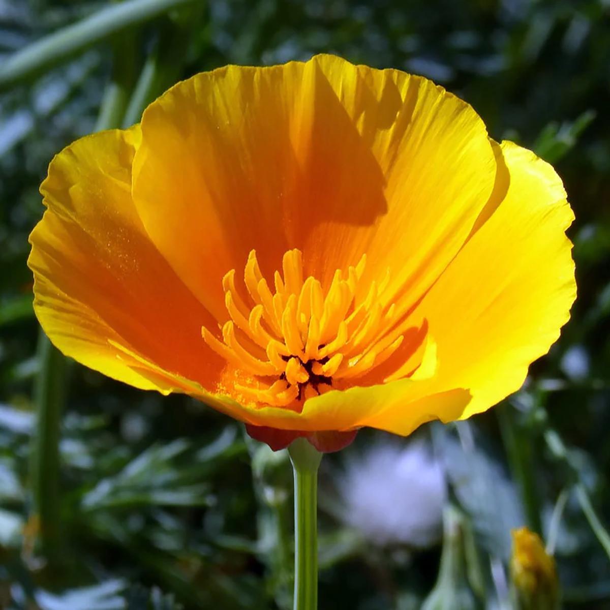 PAVOT DE CALIFORNIE