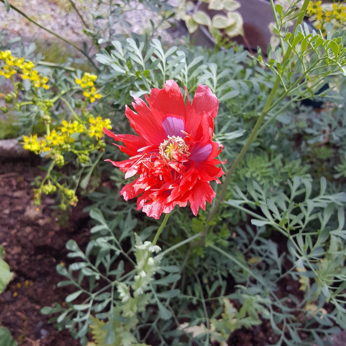 PAVOT ROUGE