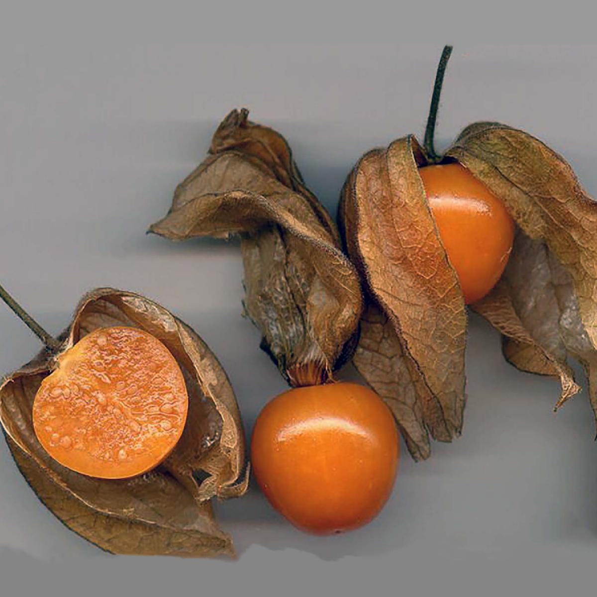 PHYSALIS-AMOUR EN CAGE