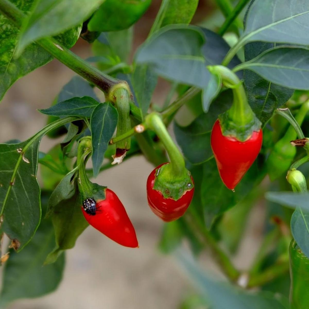 PIMENT TYPE ESPELETTE