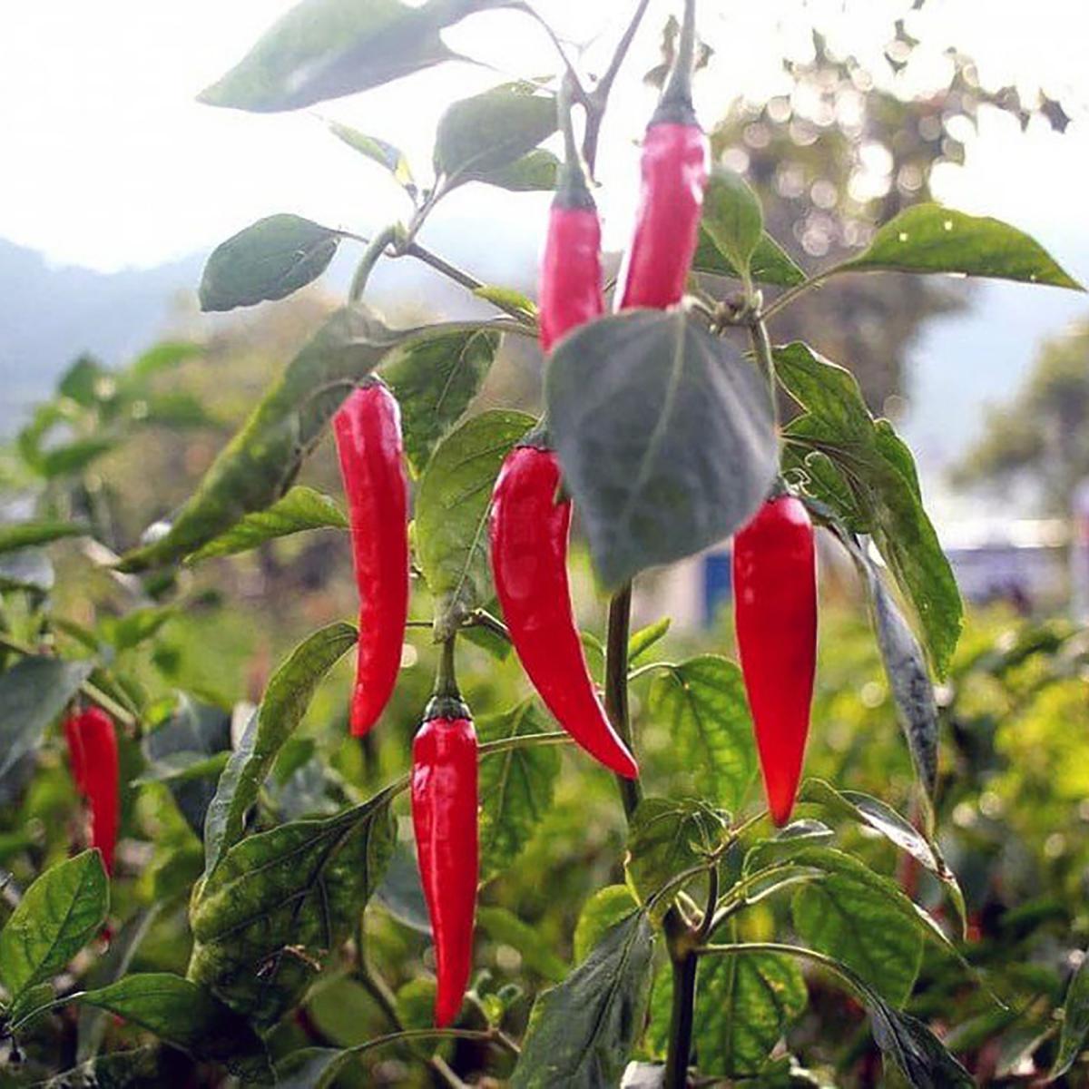 PIMENT DE CAYENNE