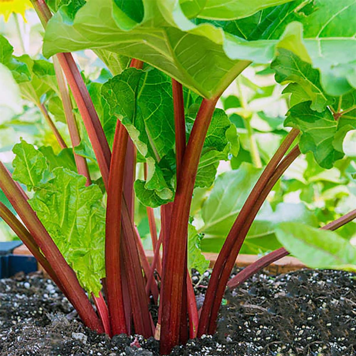 RHUBARBE VICTORIA