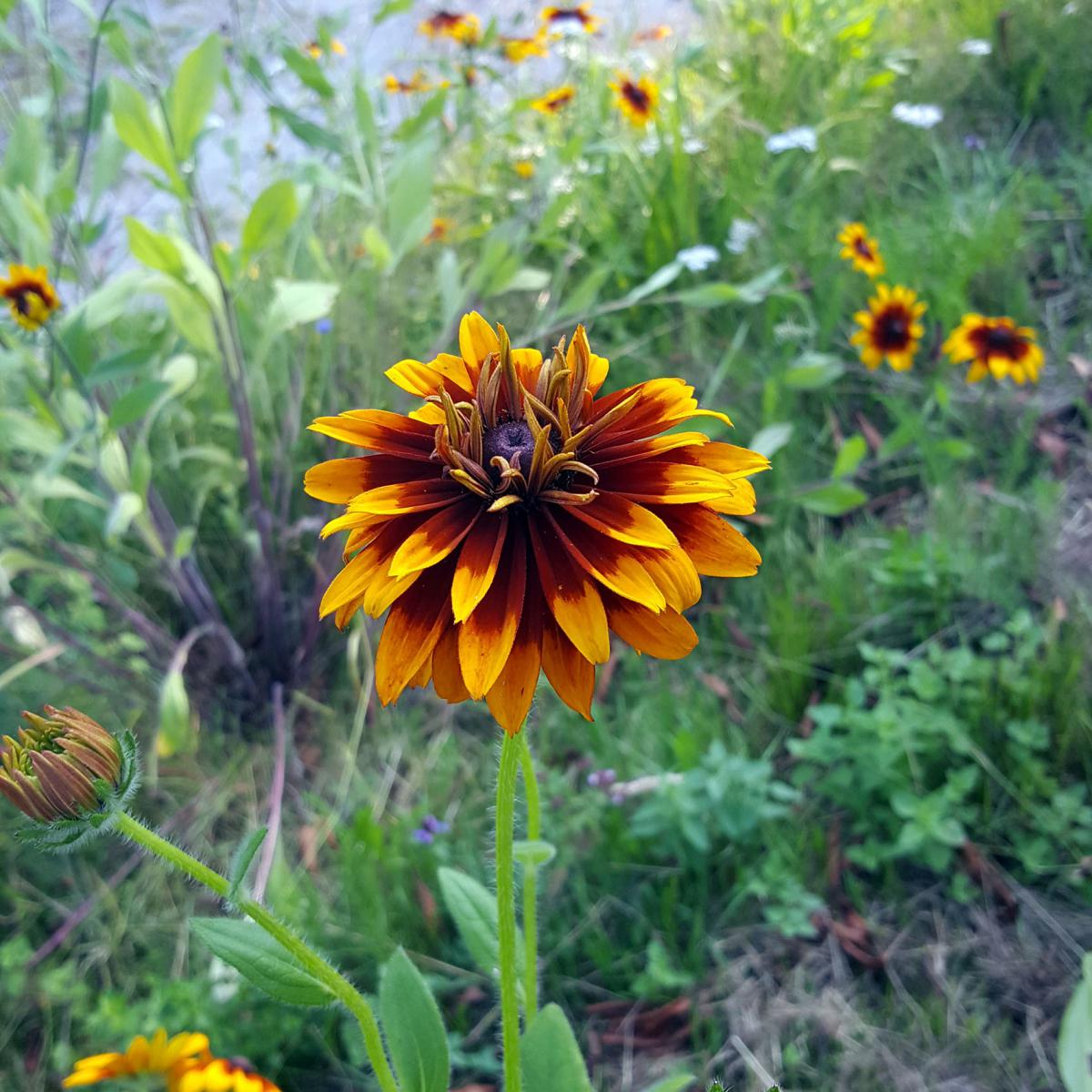 RUDBECKA