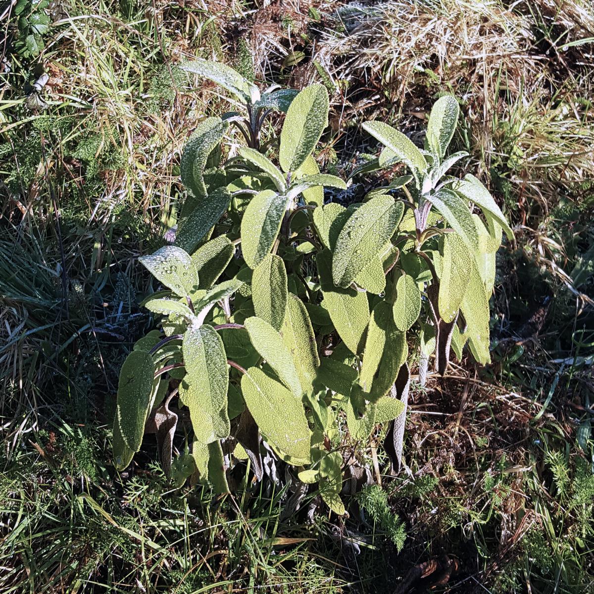 SAUGE OFFICINALE