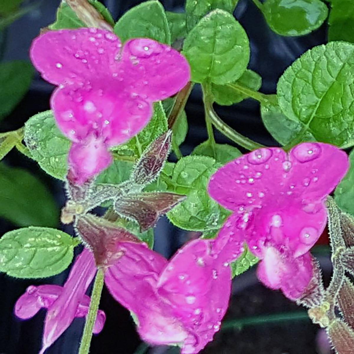 SAUGE PINK BLUSH