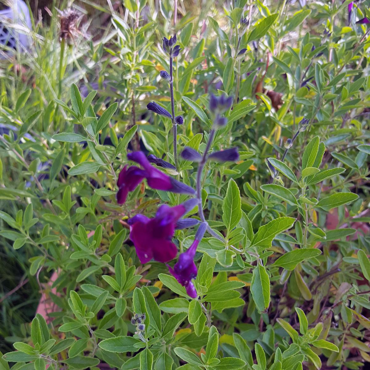SAUGE VIOLETTE