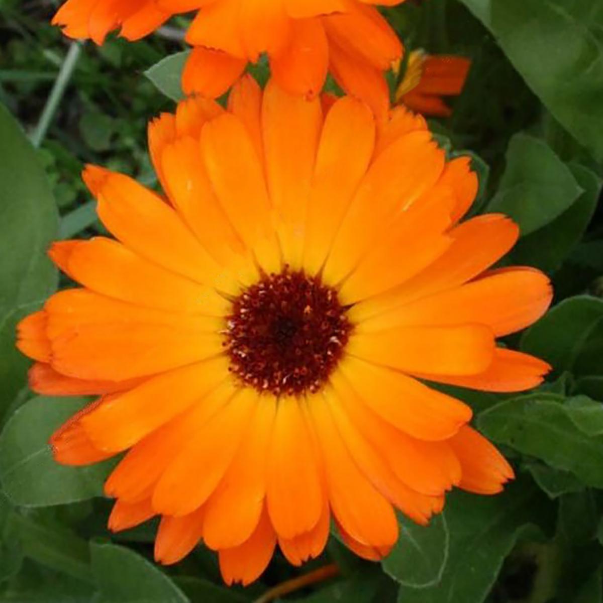 SOUCI DES JARDINS