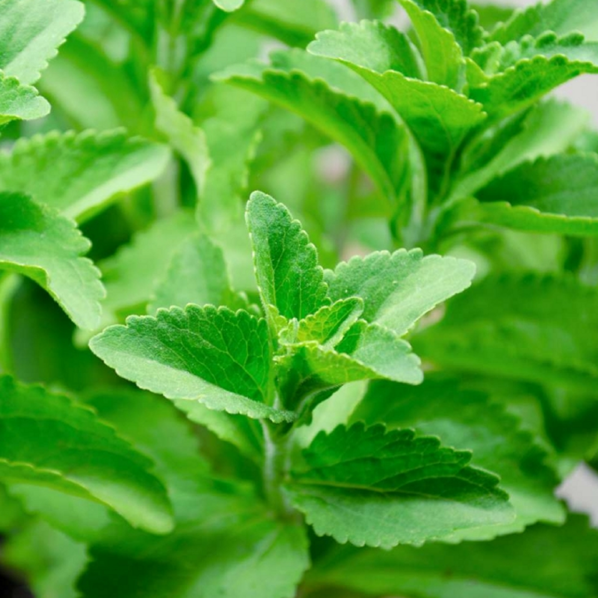 STEVIA