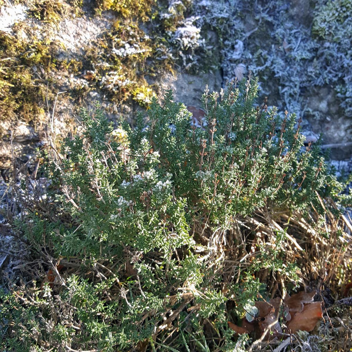 THYMS D'HIVER