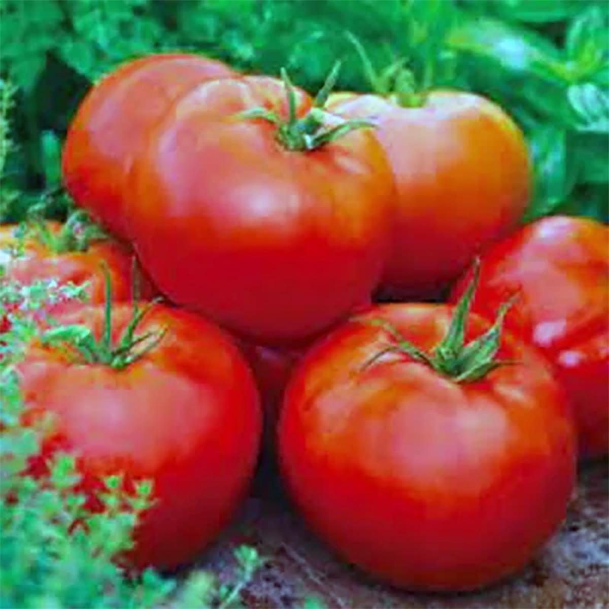 TOMATE ACE