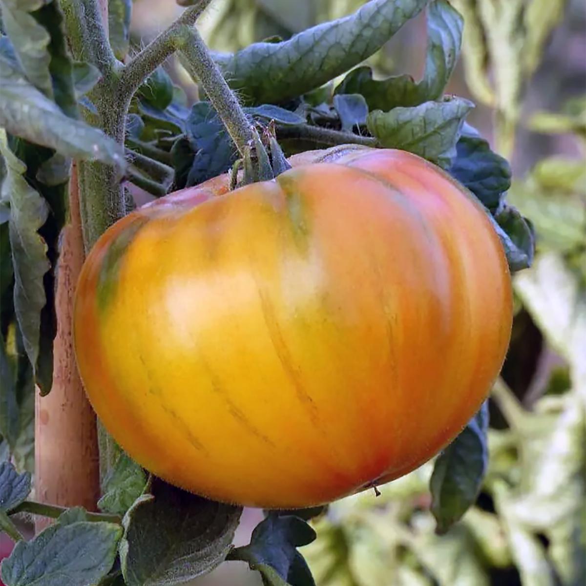 TOMATE ANANAS