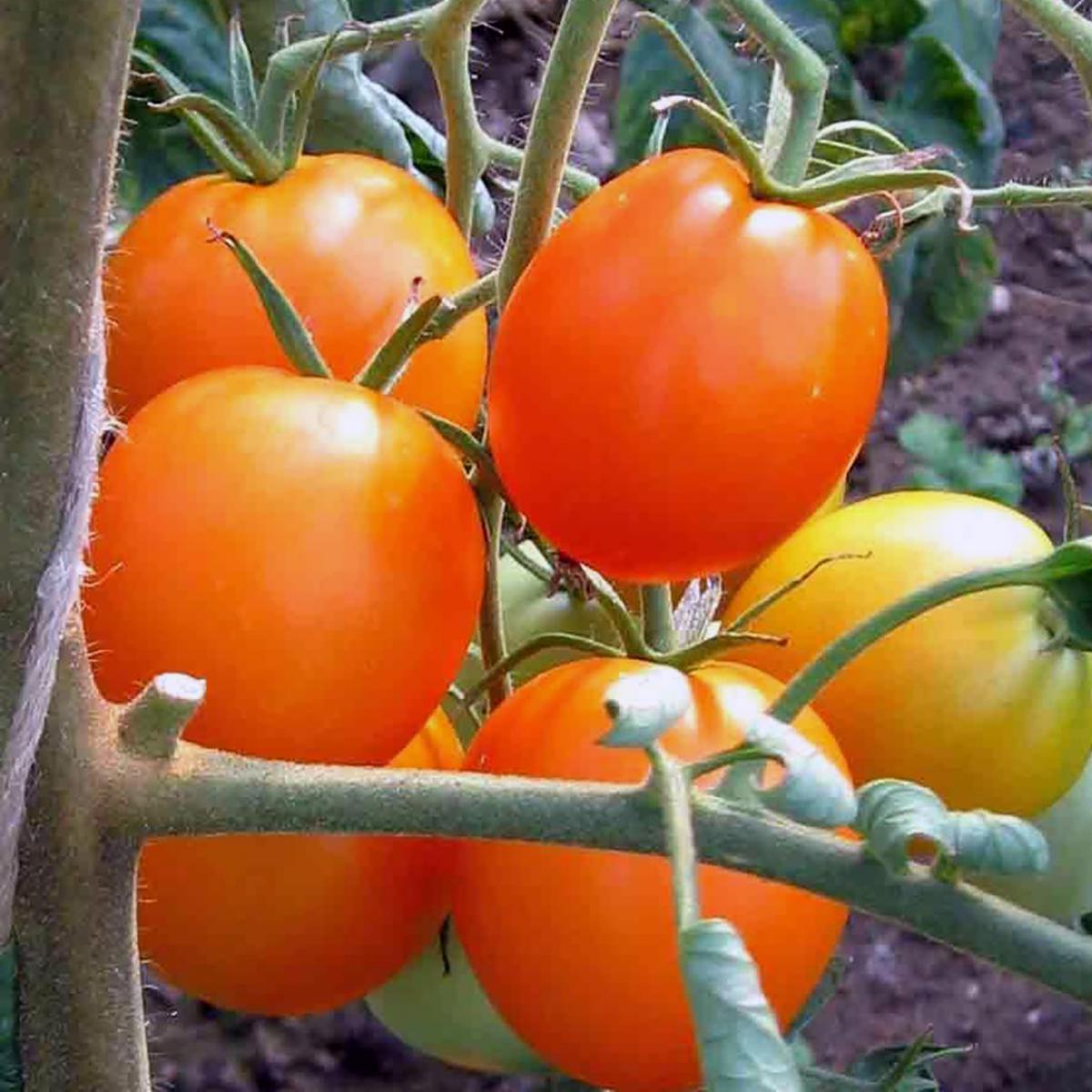 TOMATE AURIGA