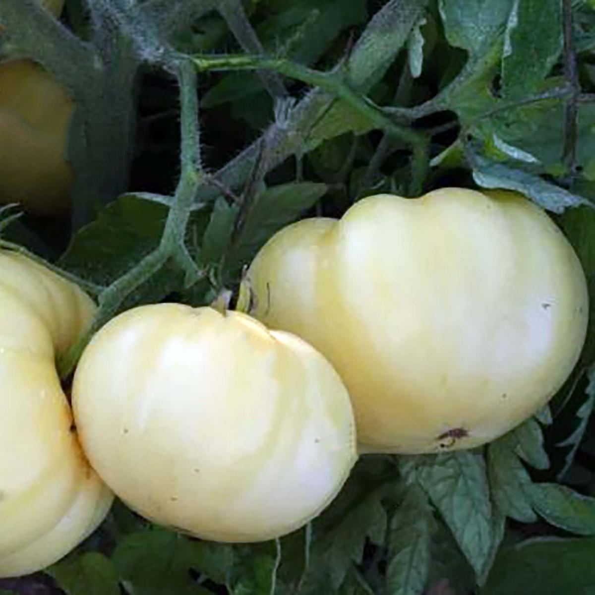 TOMATE BEAUTE BLANCHE