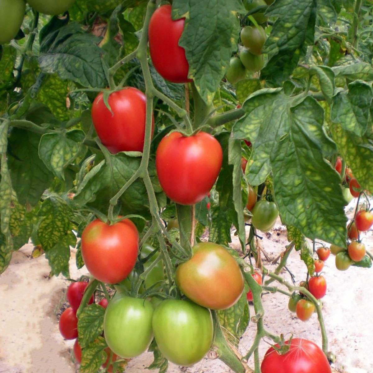 TOMATE BERAO