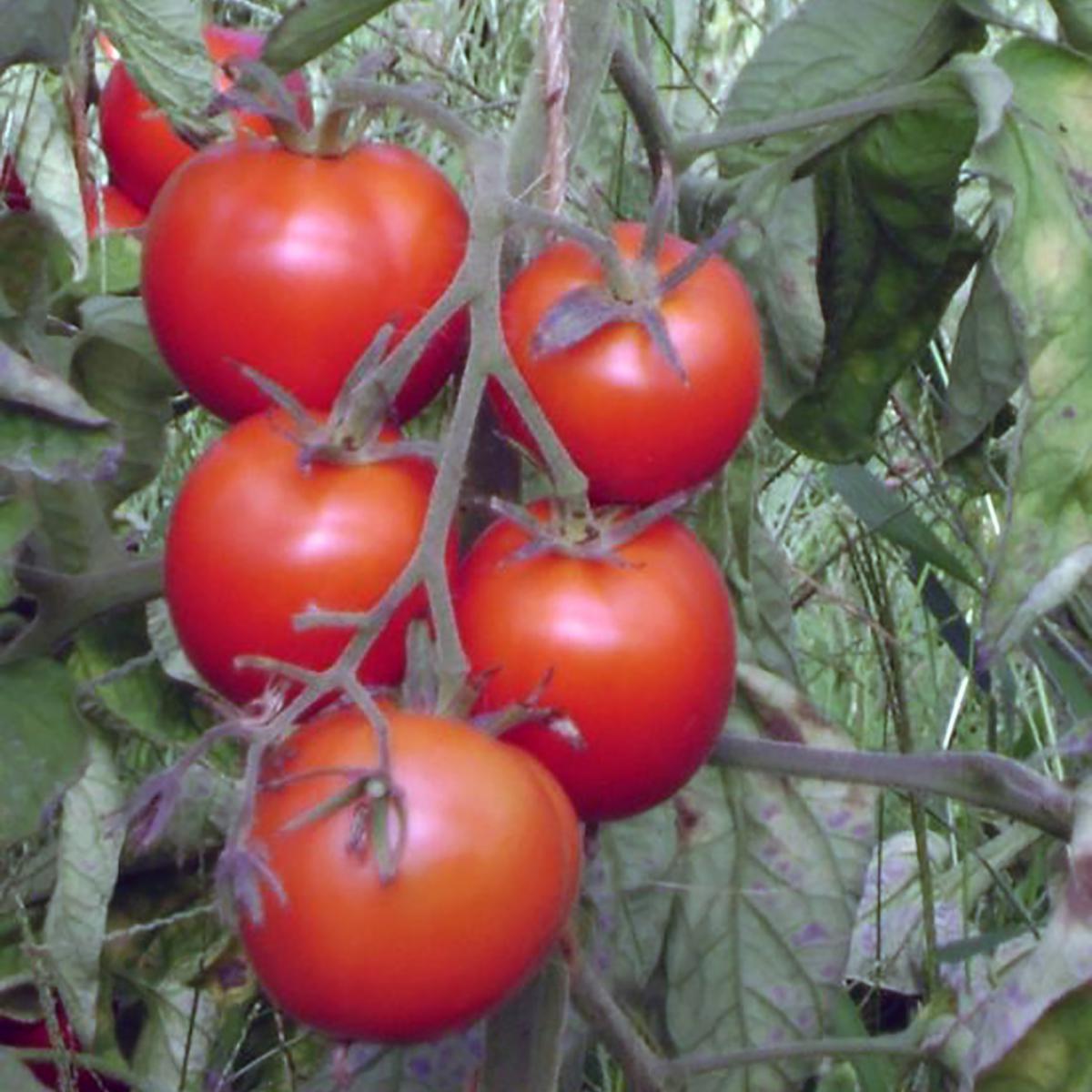 TOMATE CASAQUE ROUGE