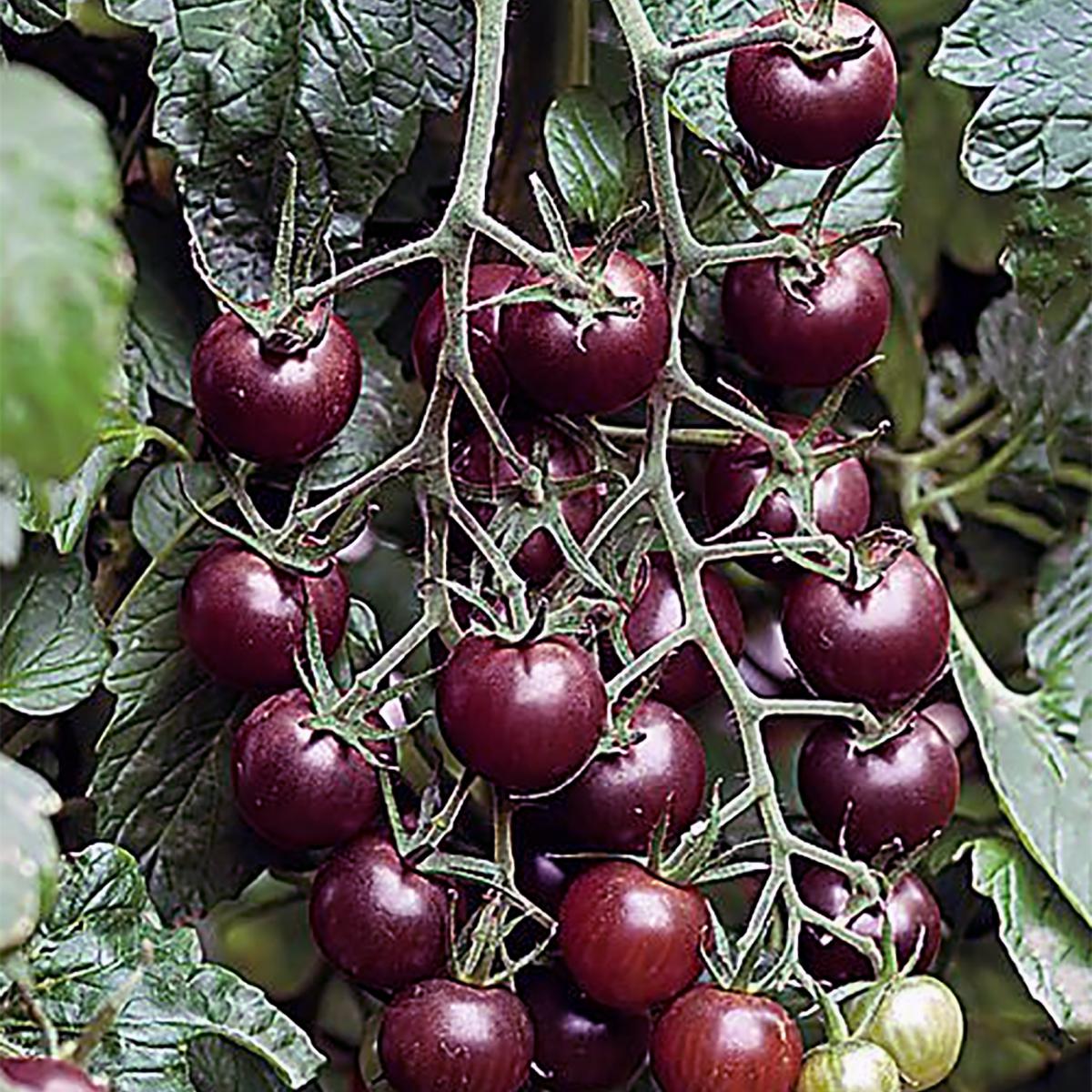 TOMATE CERISE BLACK CHERRY