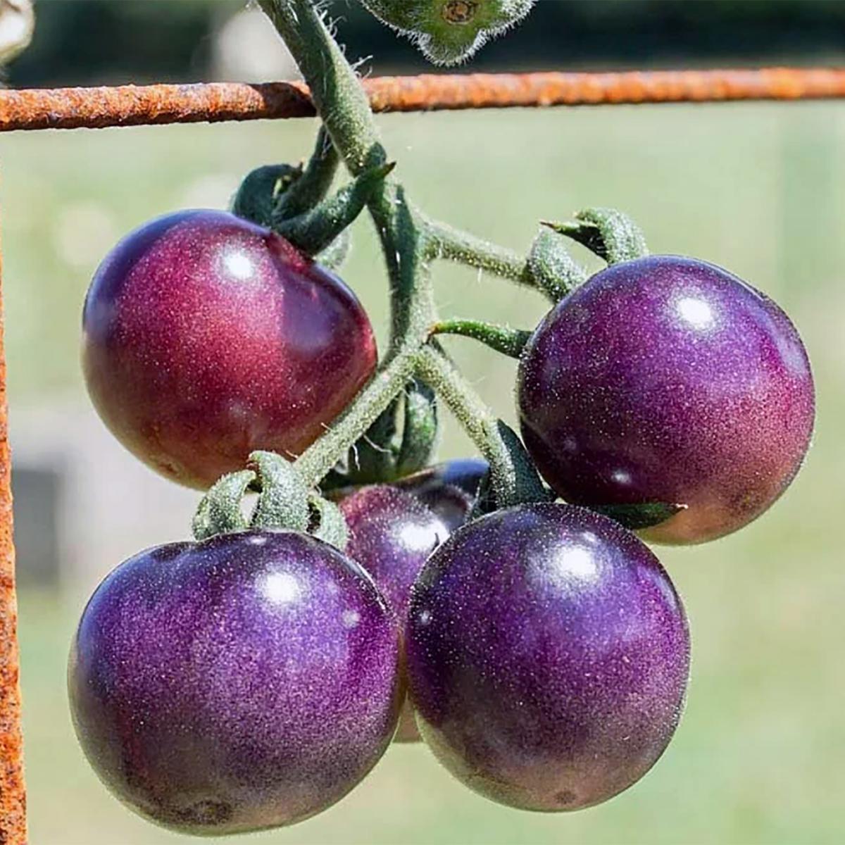TOMATE CERISE BLUE BERRIES