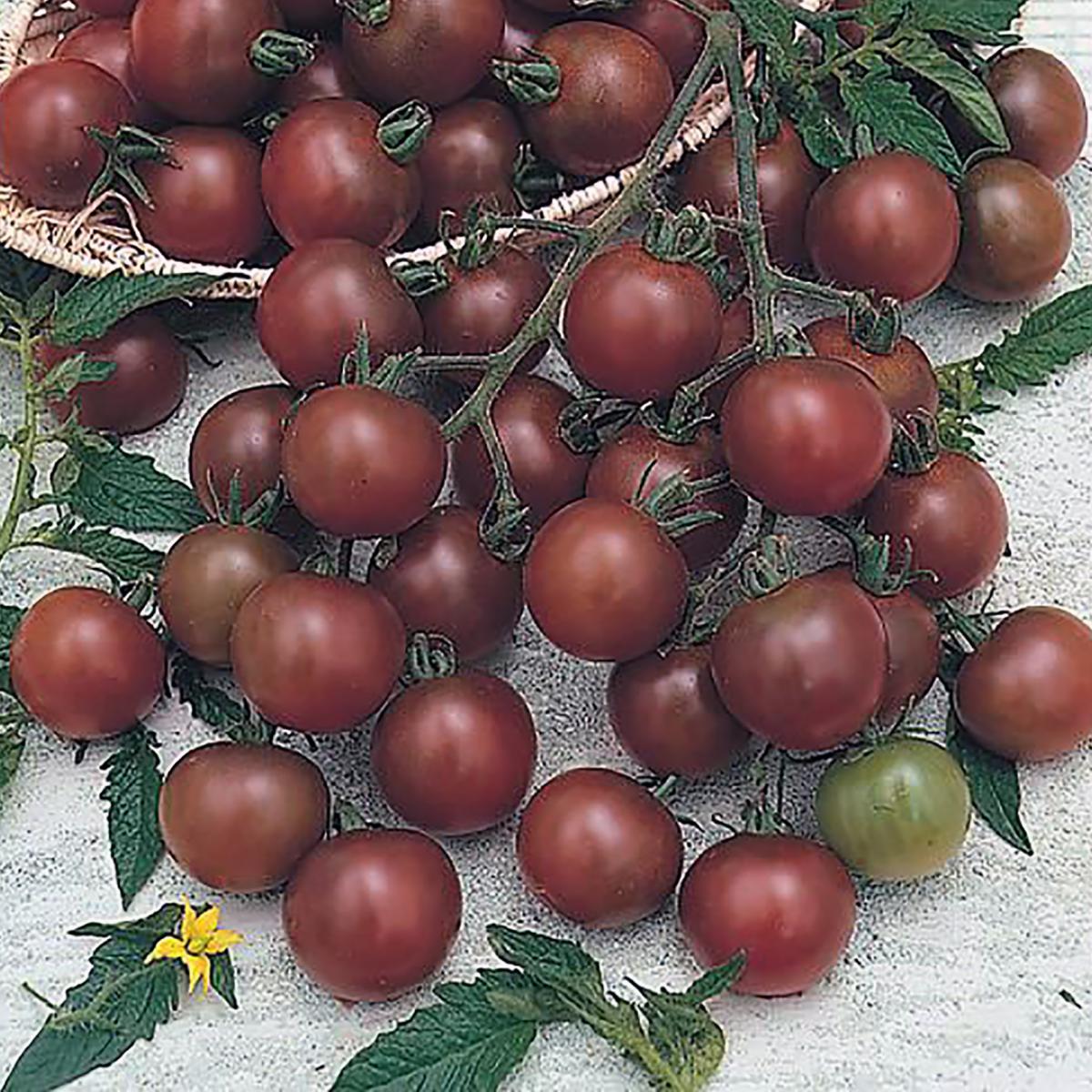 TOMATE CERISE BROWN BERRY
