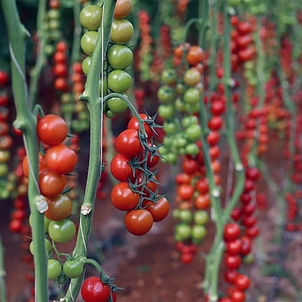 TOMATE CERISE DELICE DES JARDINIERS