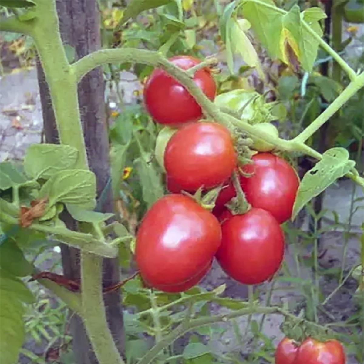 TOMATE CERISE GERMAN LUNCH BOX