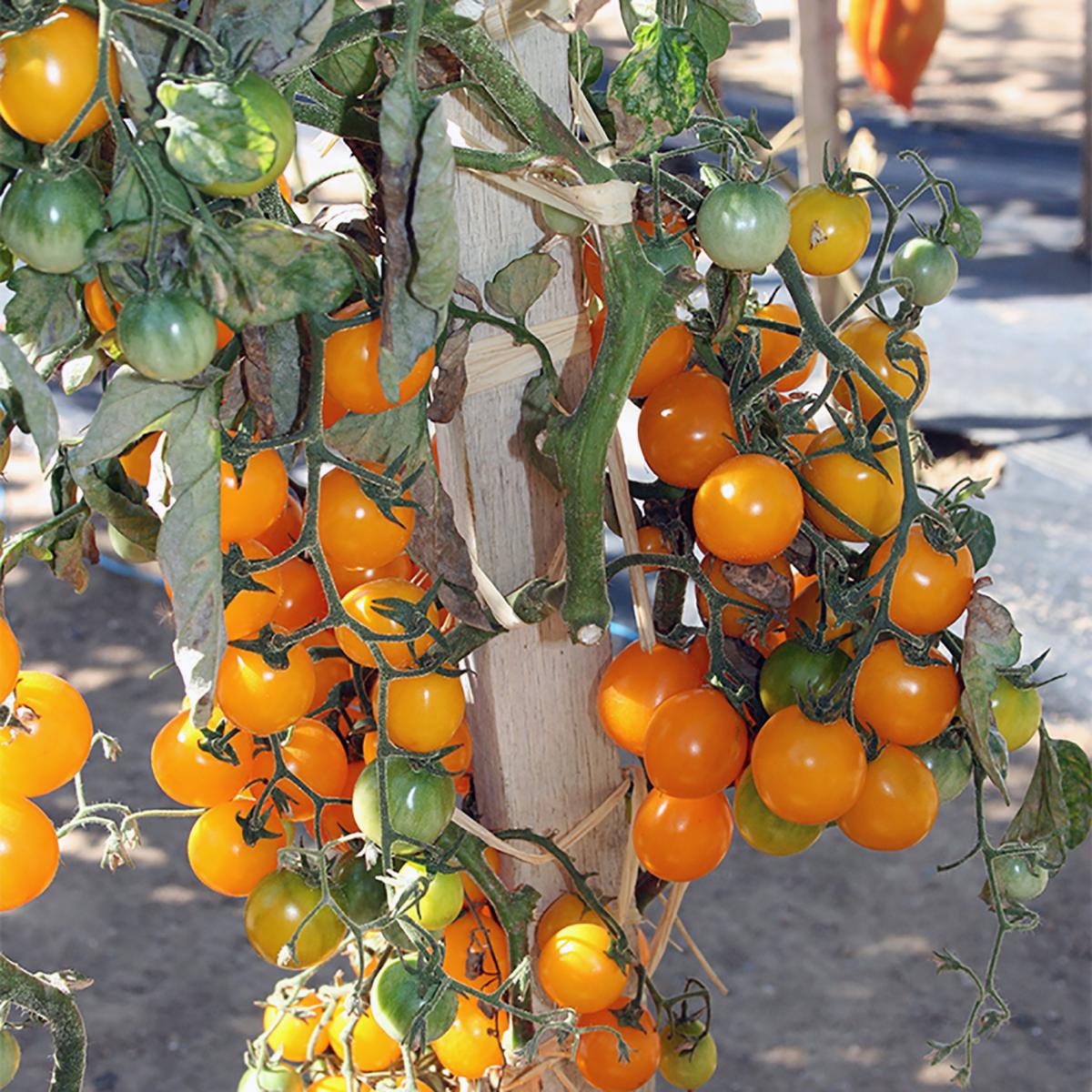 TOMATE CERISE GOLD NUGGET