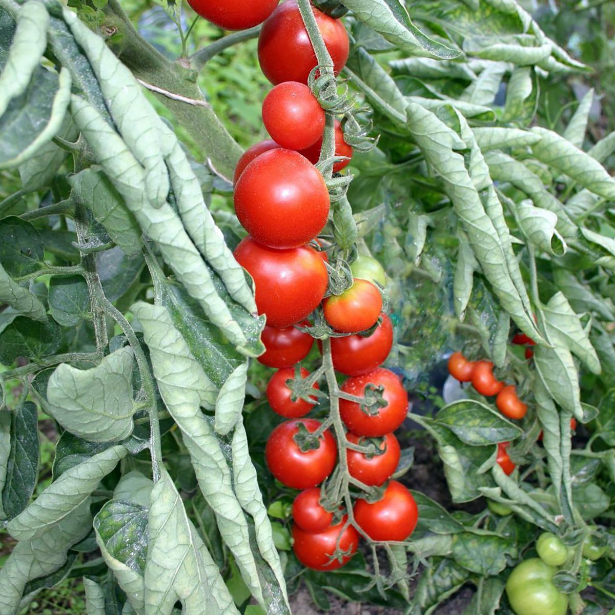 TOMATE CERISE MIEL DU MEXIQUE