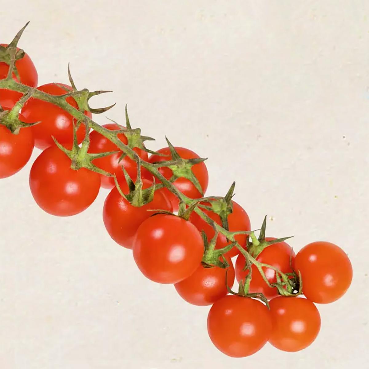 TOMATE CERISE