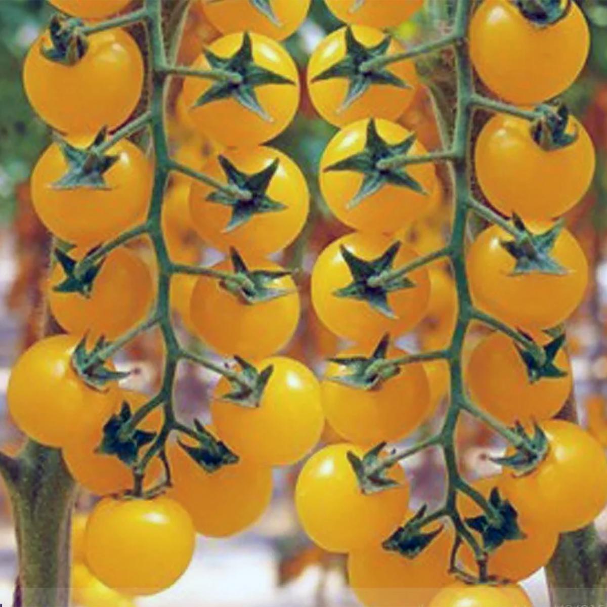 TOMATE CERISE SNOWBERRY