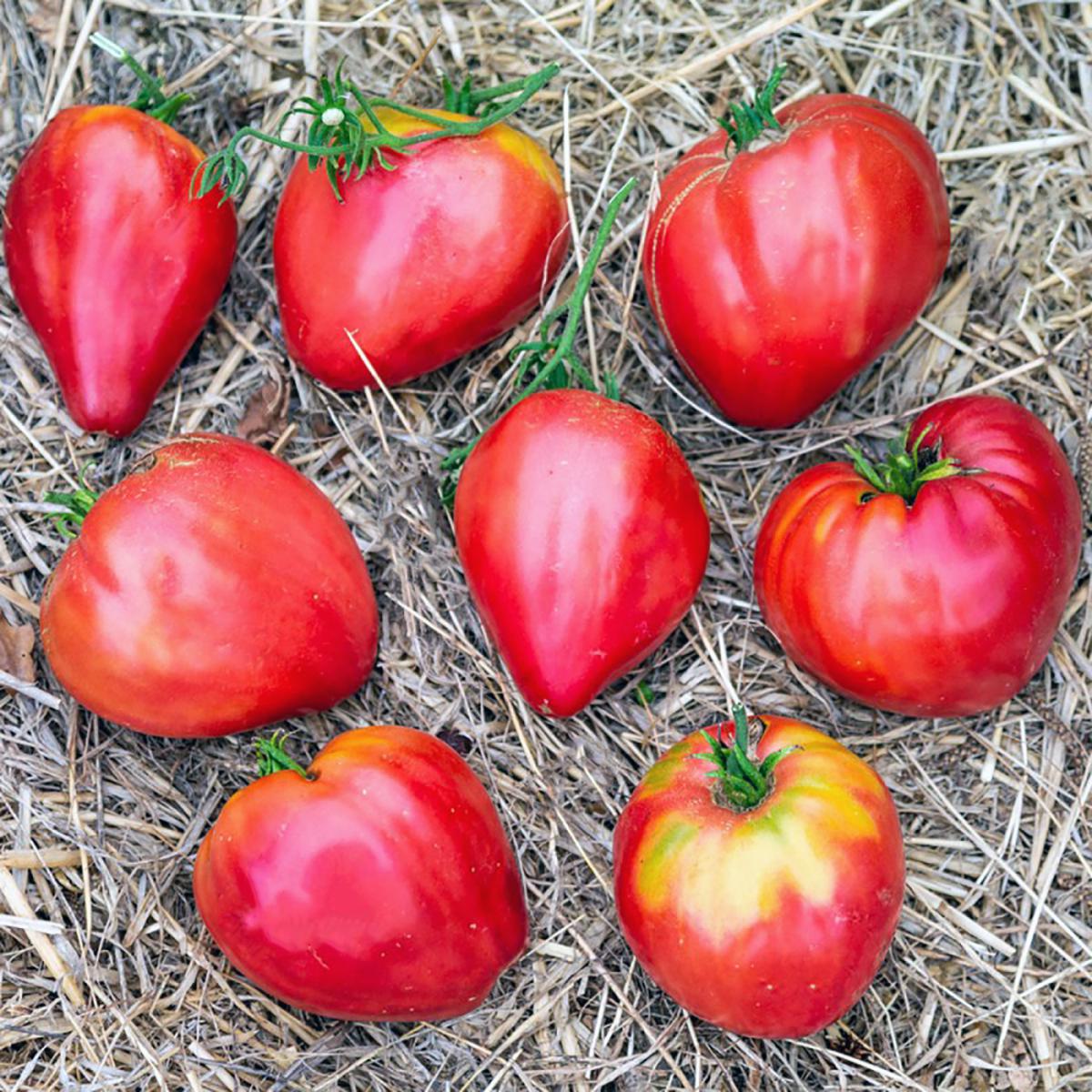 TOMATE COEUR DE BOEUF YOUGO