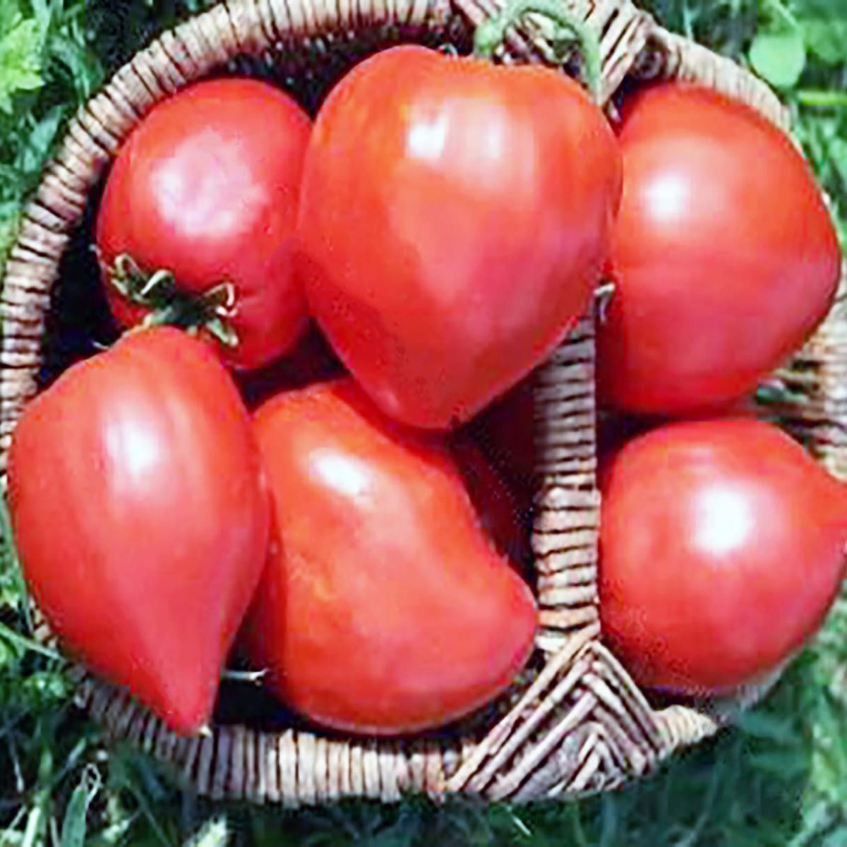 TOMATE COEUR DE BOEUF ROUGE