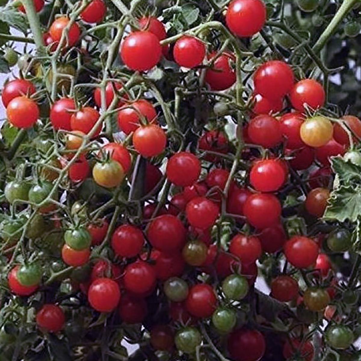 TOMATE CERISE GROSEILLE ROUGE