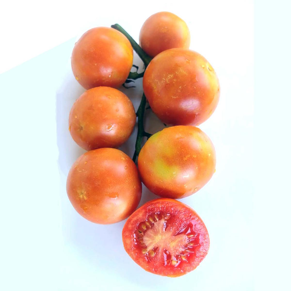 TOMATES INVERNO