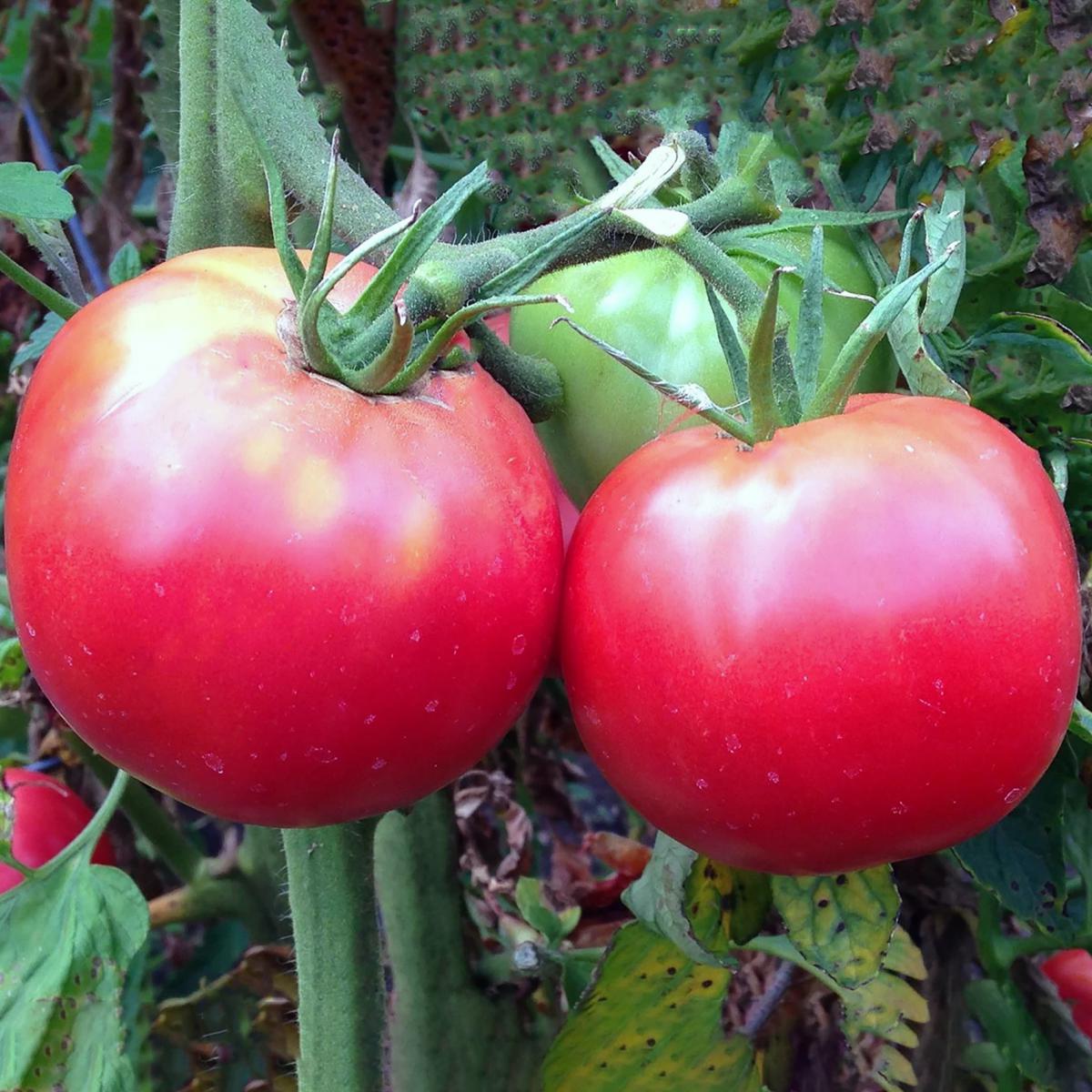 TOMATE ROSE DE BERNE