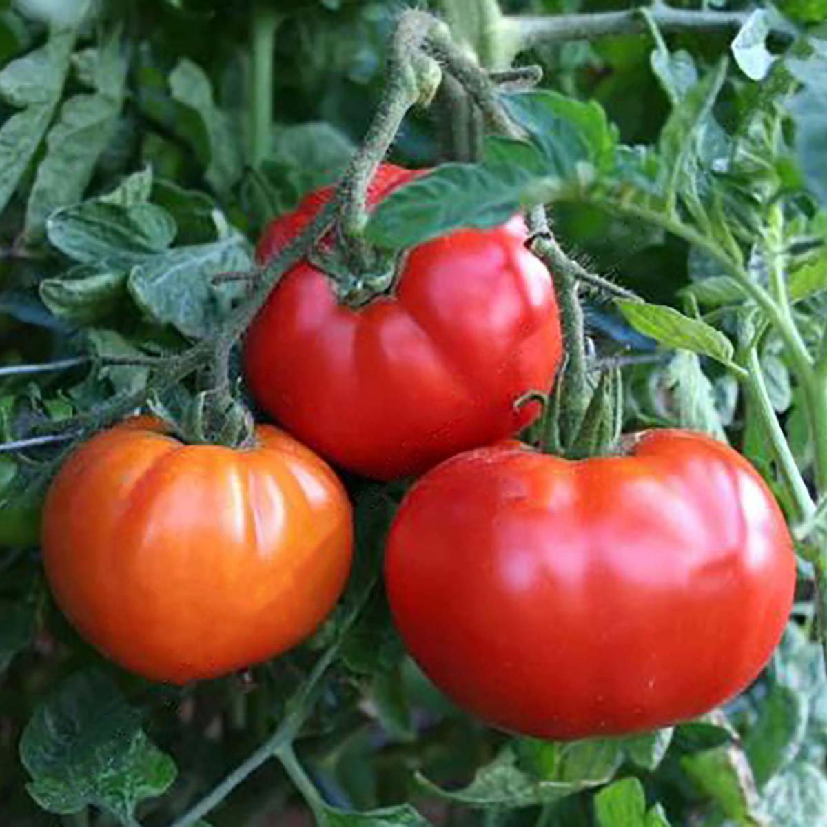 TOMATE SAINT PIERRE