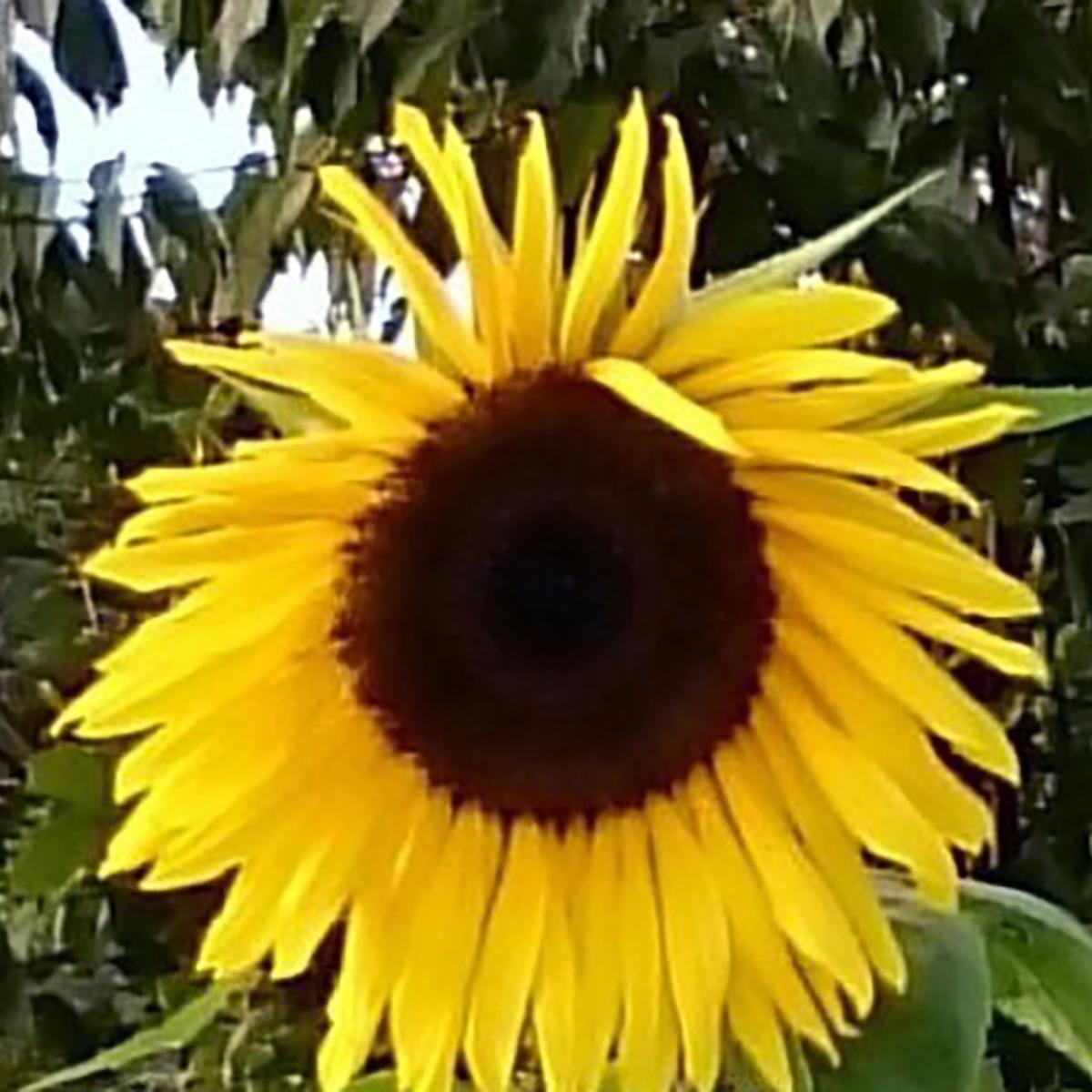 TOURNESOL