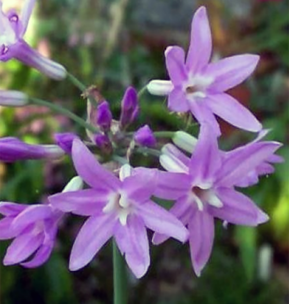 TULBAGHIA