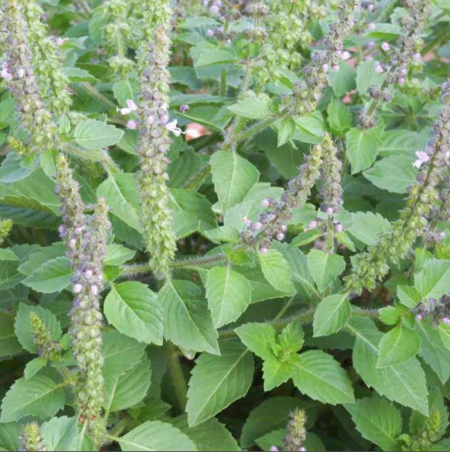 BASILIC SACRE-TULSI