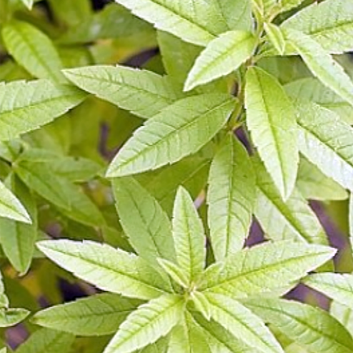 VERVEINE CITRONNELLE