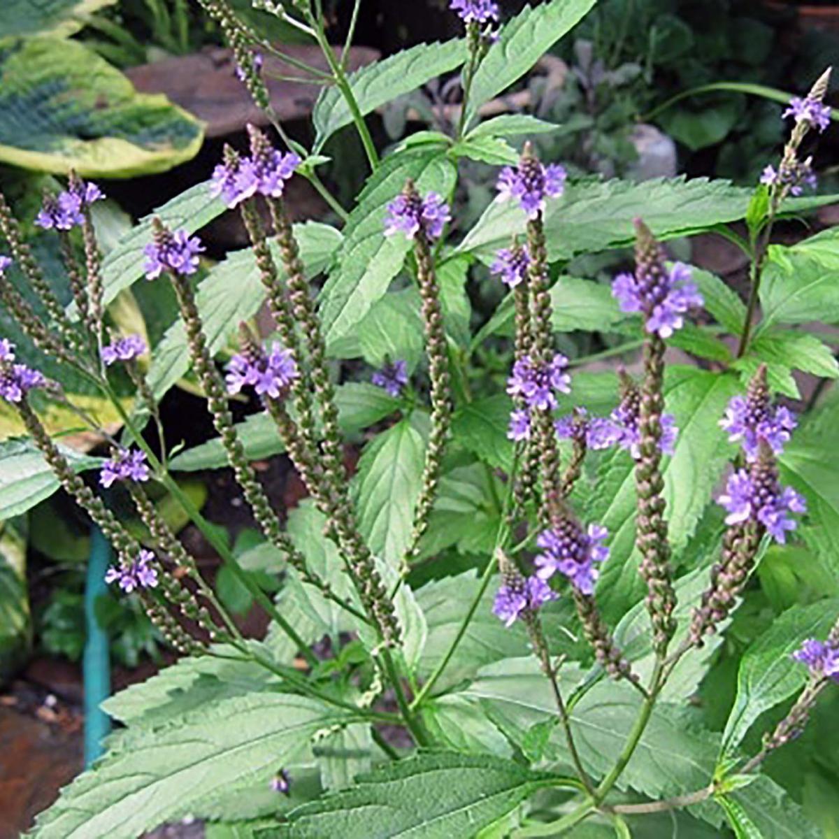 VERVEINE OFFICINALE