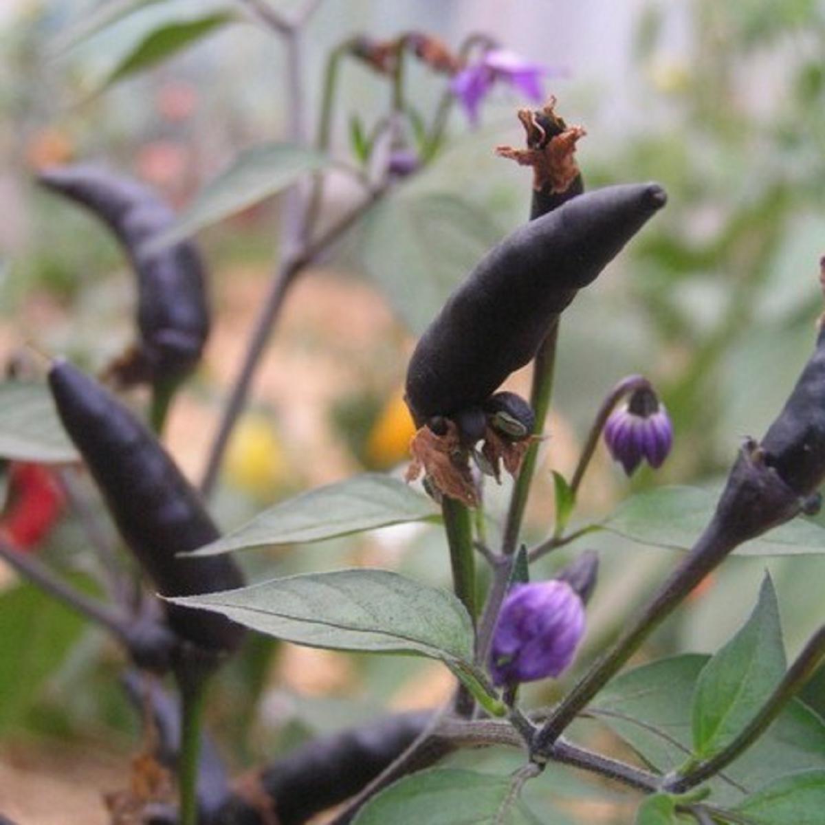 PIMENT DU ZIMBABWE