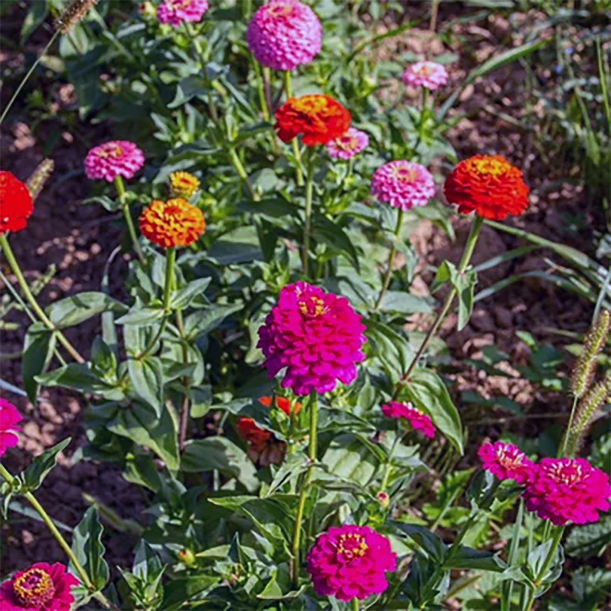 ZINNIA